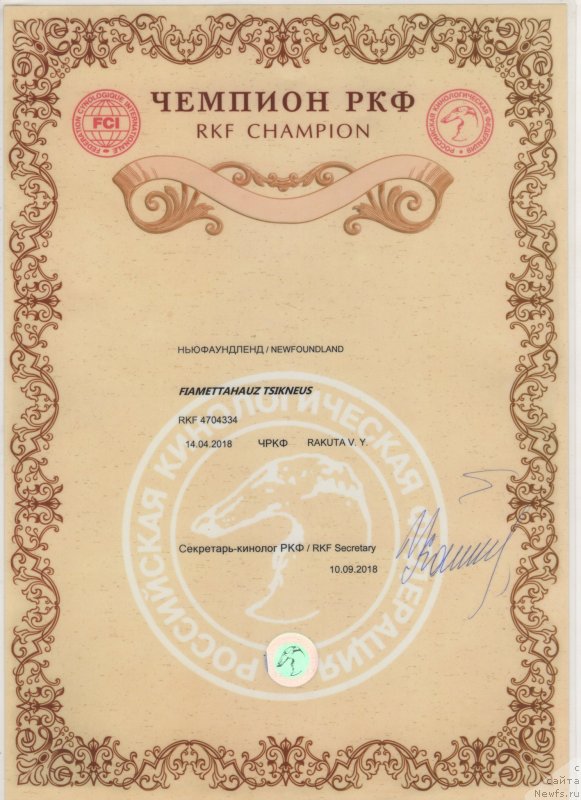 Фото: ньюфаундленд Fiamettahauz Tsikneus (Фиаметтахауз Цикнеус)