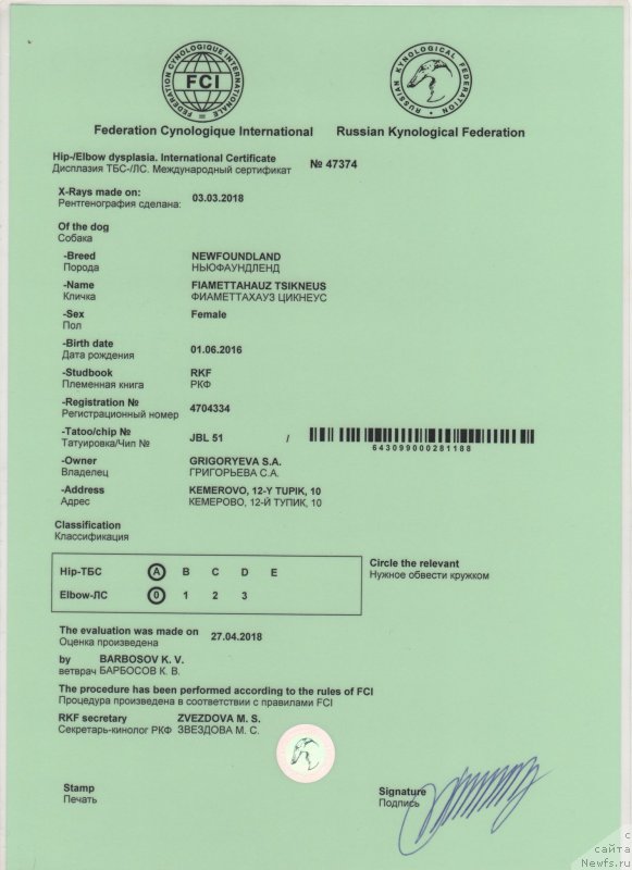 Фото: ньюфаундленд Fiamettahauz Tsikneus (Фиаметтахауз Цикнеус)