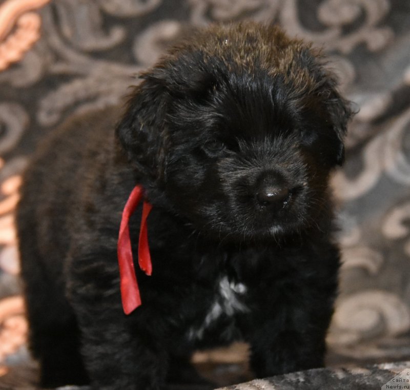 Фото: ньюфаундленд Skazochnaya Kroha SHampan' (Сказочная Кроха Шампань)