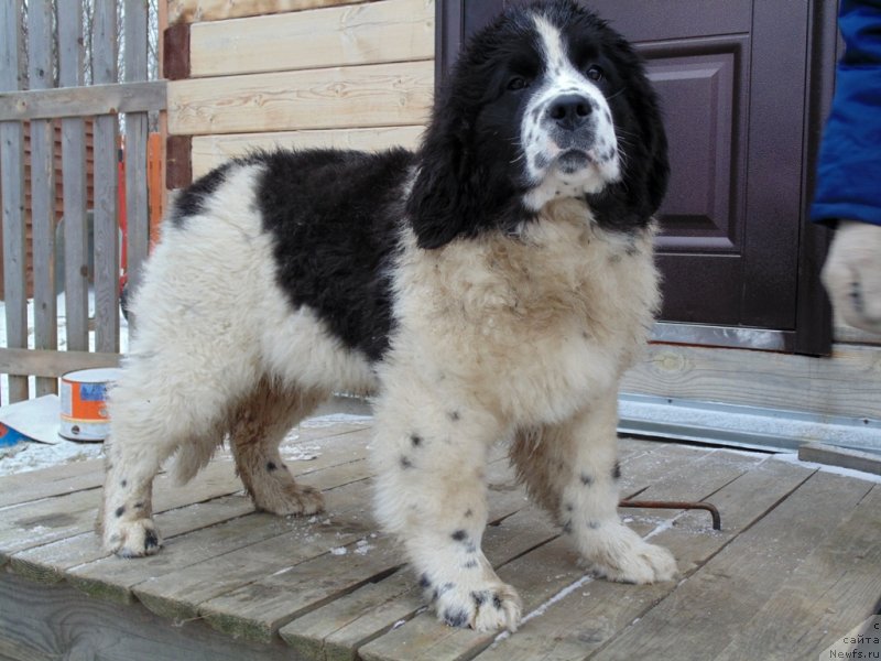 Фото: ньюфаундленд Jeneva ot Karel'skih Medvedey (Женева от Карельских Медведей)