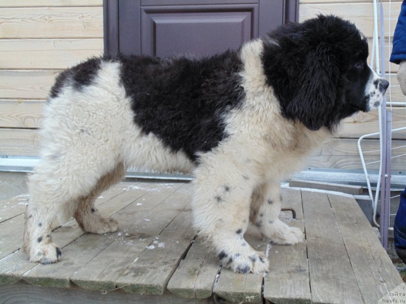 Фото: ньюфаундленд Jeneva ot Karel'skih Medvedey (Женева от Карельских Медведей)