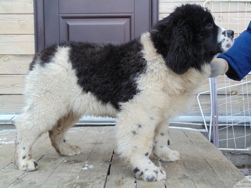 Фото: ньюфаундленд Jeneva ot Karel'skih Medvedey (Женева от Карельских Медведей)