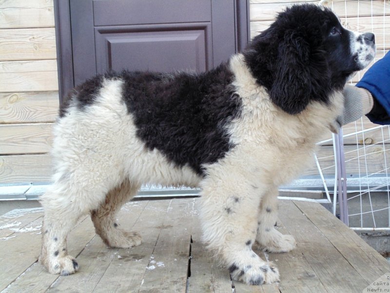 Фото: ньюфаундленд Jeneva ot Karel'skih Medvedey (Женева от Карельских Медведей)