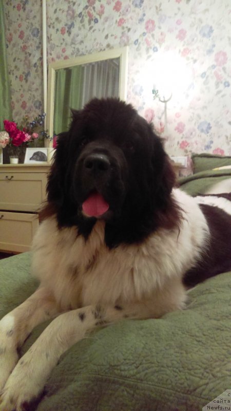 Фото: YUliya Volkova (Юлия Волкова), ньюфаундленд Snou Viking B'yuti (Сноу Викинг Бьюти)