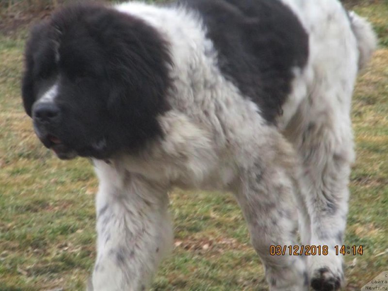 Фото: ньюфаундленд Dobryinya ot Karel'skih Medvedey (Добрыня от Карельских Медведей)