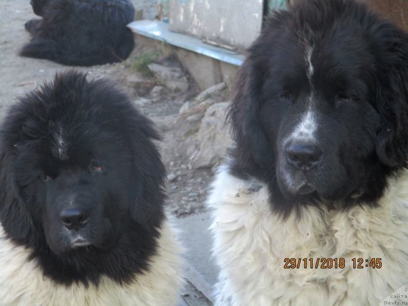 Фото: ньюфаундленд Obush Shed Kawai Panda (Обуш Шед Каваи Панда), ньюфаундленд Dobryinya ot Karel'skih Medvedey (Добрыня от Карельских Медведей)