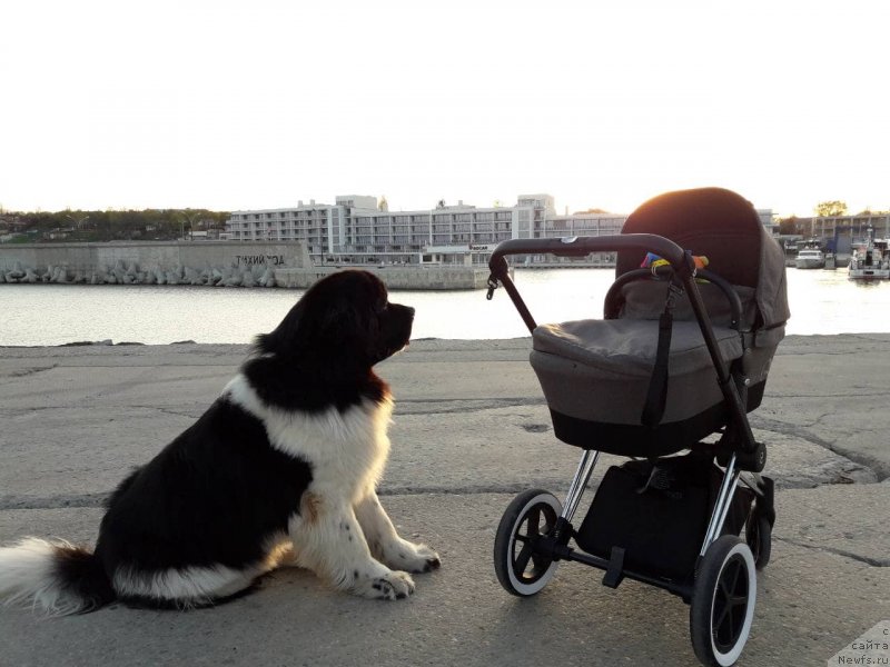 Фото: ньюфаундленд Akvian Song Tvinkling Stars (Аквиан Сонг Твинклинг Старс)