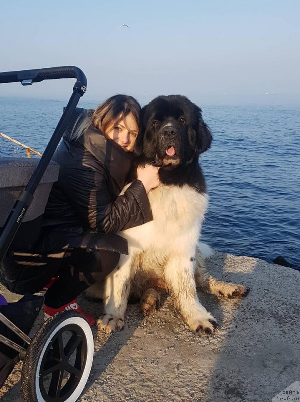 Фото: ньюфаундленд Akvian Song Tvinkling Stars (Аквиан Сонг Твинклинг Старс)