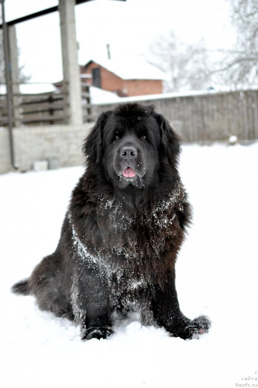 Фото: ньюфаундленд Lepestok Lilii (Лепесток Лилии)