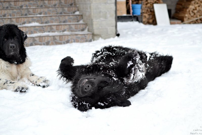 Фото: ньюфаундленд Terra Victoria Key to my Heart (Терра Виктория Кей ту Май Харт)