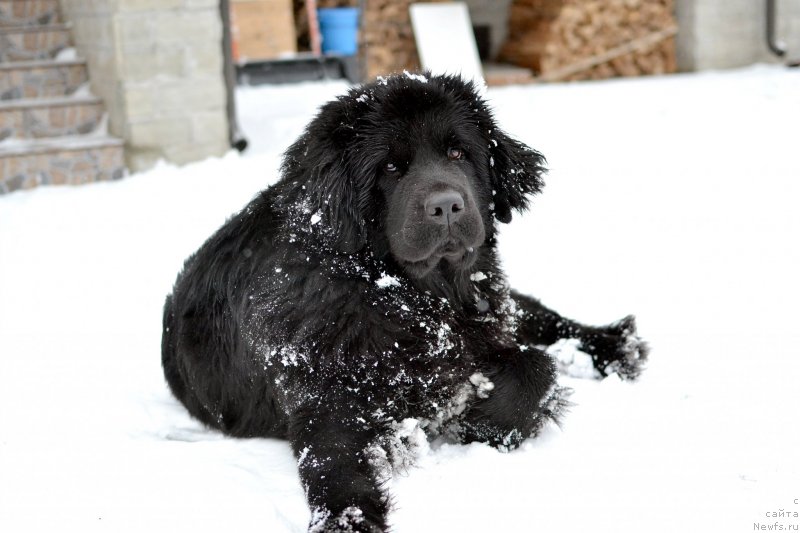 Фото: ньюфаундленд Terra Victoria Key to my Heart (Терра Виктория Кей ту Май Харт)