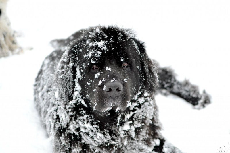 Фото: ньюфаундленд Lepestok Lilii (Лепесток Лилии)