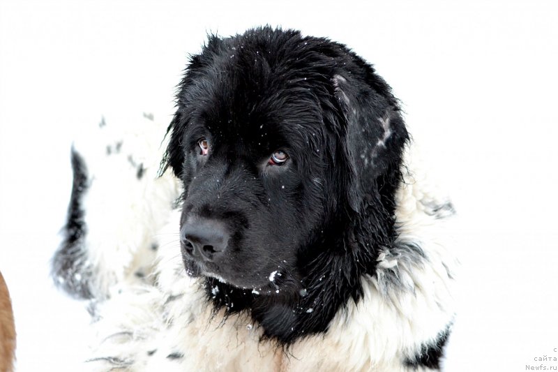 Фото: ньюфаундленд Sent Djons Prima de Ferolli (Сент Джонс Прима де Феролли)