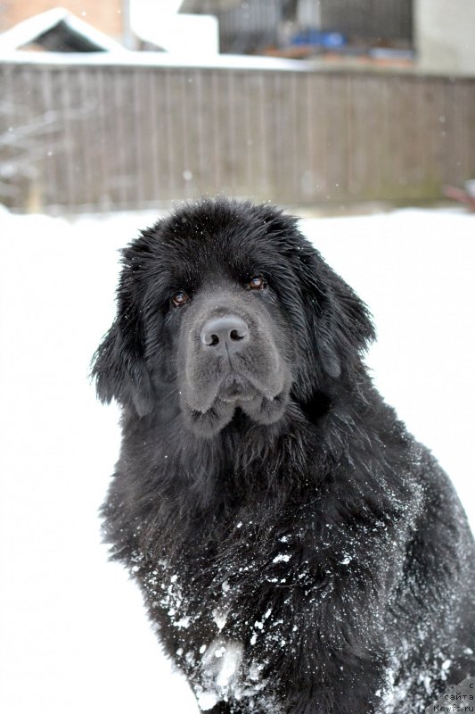 Фото: ньюфаундленд Terra Victoria Key to my Heart (Терра Виктория Кей ту Май Харт)