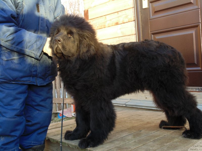 Фото: ньюфаундленд Nao Del' Trato Djonni Dep (Нао Дель Трато Джонни Деп)