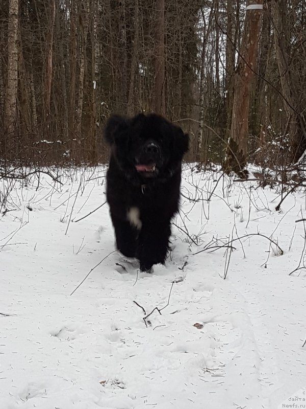 Фото: ньюфаундленд Himalayas ot Karelskikh Medvedey (Гималай от Карельских Медведей)