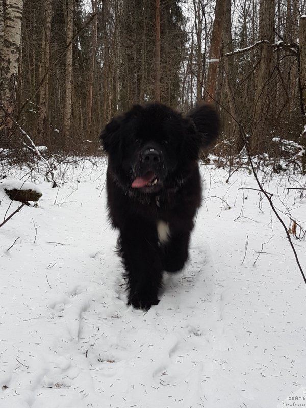 Фото: ньюфаундленд Himalayas ot Karelskikh Medvedey (Гималай от Карельских Медведей)