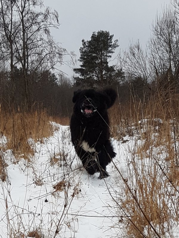 Фото: ньюфаундленд Himalayas ot Karelskikh Medvedey (Гималай от Карельских Медведей)