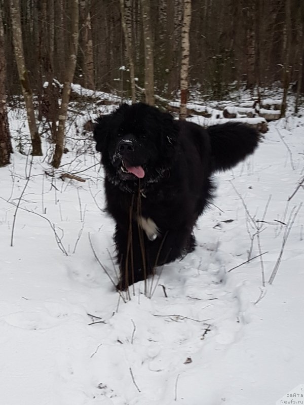 Фото: ньюфаундленд Himalayas ot Karelskikh Medvedey (Гималай от Карельских Медведей)