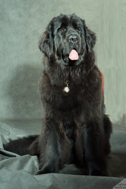 Фото: ньюфаундленд Lyubeznaya Nezhnaya Laura (Любезная Нежная Лаура)