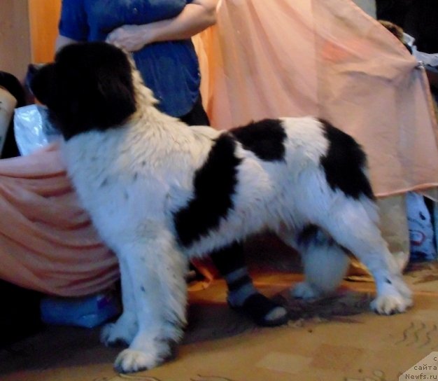 Фото: ньюфаундленд Varvara Krasa ot Karel'skih Medvedey (Варвара Краса от Карельских Медведей)