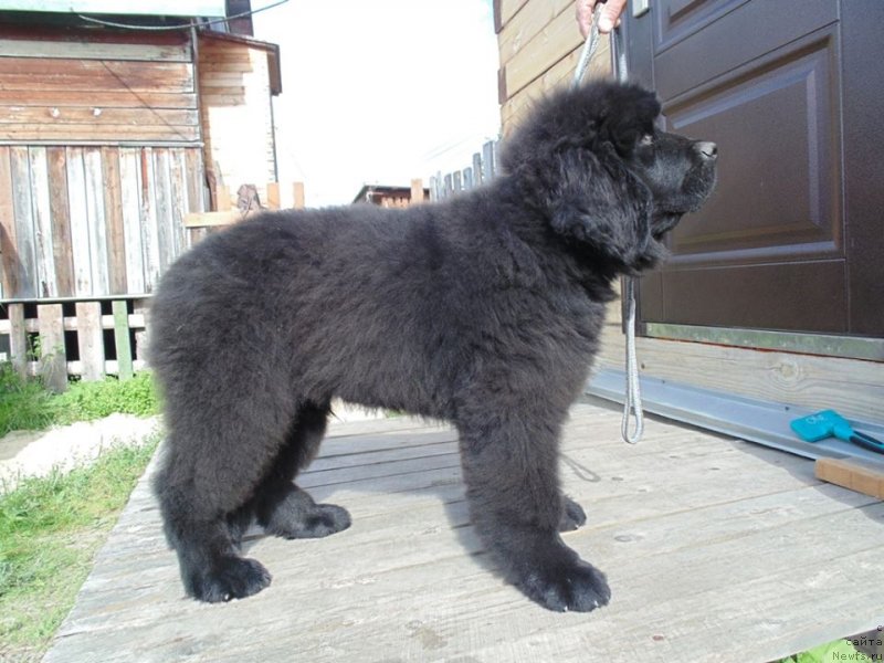 Фото: ньюфаундленд Nao Del' Trato Djonni Dep (Нао Дель Трато Джонни Деп)