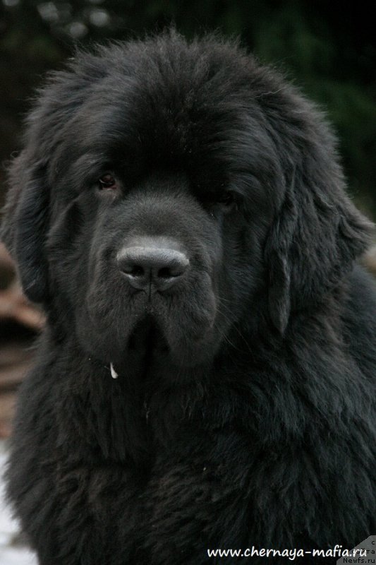 Фото: ньюфаундленд Chernaya Mafia Back To The Future (Черная Мафия Баск То Тхе Футуре)