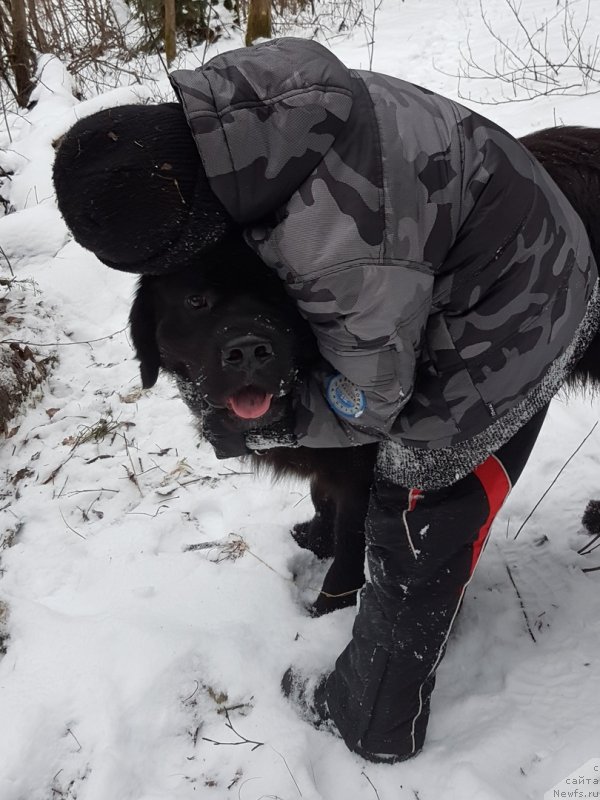 Фото: ньюфаундленд Himalayas ot Karelskikh Medvedey (Гималай от Карельских Медведей)