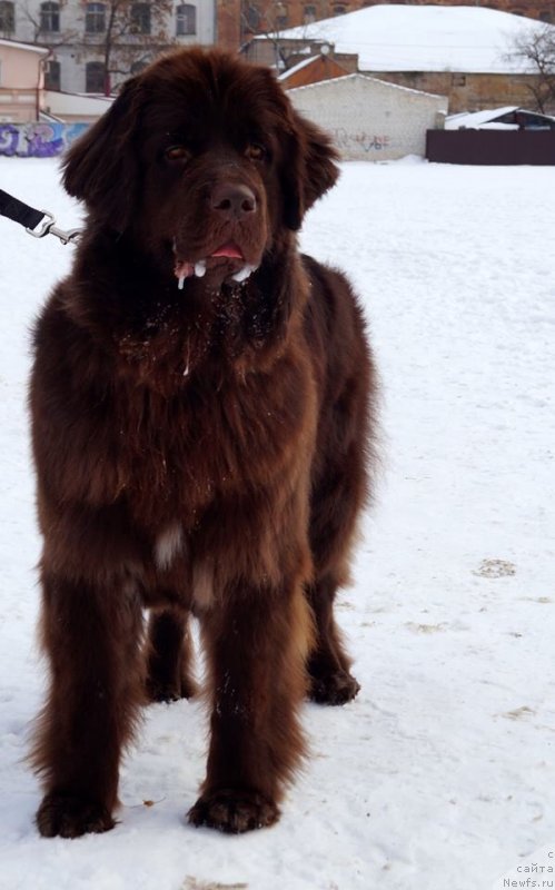 Фотография № 240547