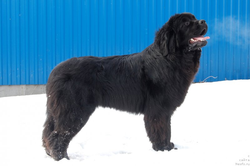Фото: ньюфаундленд Adel iz Zamka Melvin (Адель из Замка Мелвин), ньюфаундленд Adel iz Zamka Melvin (Адель из Замка Мелвин)