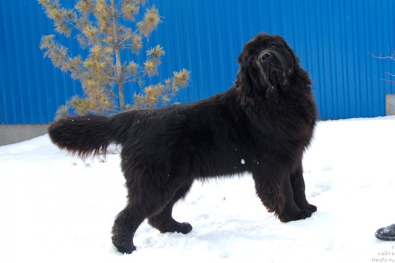 Фото: ньюфаундленд Aleksa iz Zamka Melvin (Алекса из Замка Мелвин)