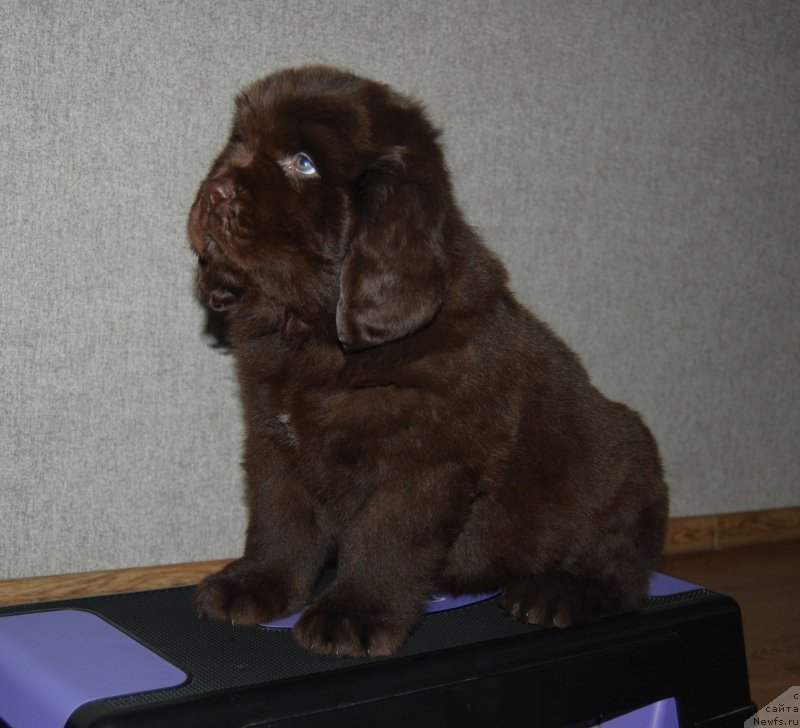 Фото: ньюфаундленд Galantniy Kavaler iz Zamka Melvin (Галантный Кавалер из Замка Мелвин)