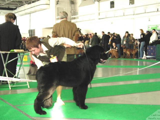 Фото: ньюфаундленд Smigar Imperiya Strasti (Смигар Империя Страсти)