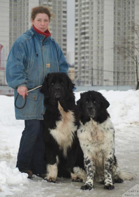 Фото: Svetlana SHuvalova (Светлана Шувалова), ньюфаундленд Piternyuf Zhit' Horosho (Питерньюф Жить Хорошо), ньюфаундленд Sent Djons Peppi Dlinny Chulok (Сент Джонс Пеппи Длинный Чулок)