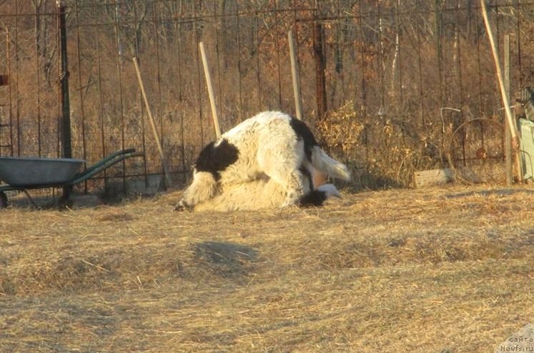 Фото: ньюфаундленд Dobryinya ot Karel'skih Medvedey (Добрыня от Карельских Медведей)