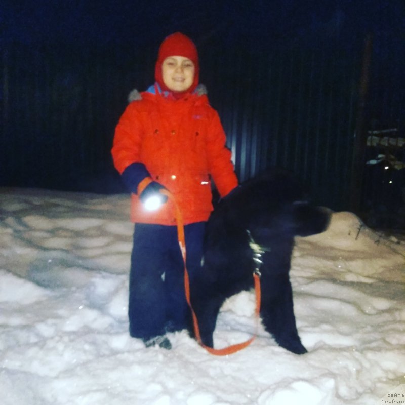 Фото: ньюфаундленд Baffi (Баффи)