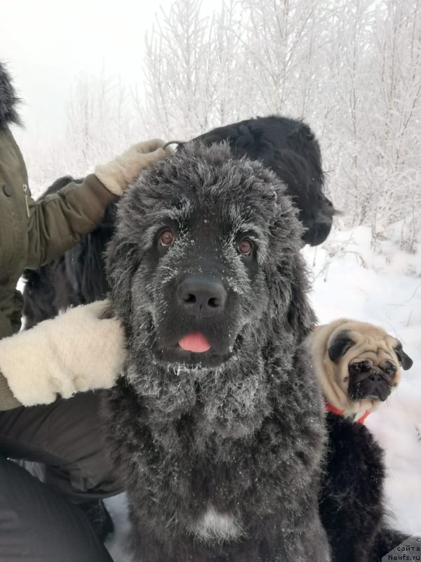 Фото: ньюфаундленд YAsmina CHaruyuschaya Princessa (Ясмина Чарующая Принцесса)
