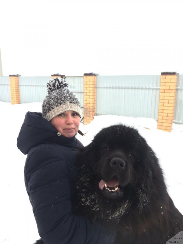 Фото: ньюфаундленд Sirius Bol'shoy Pes (Сириус Большой Пес)