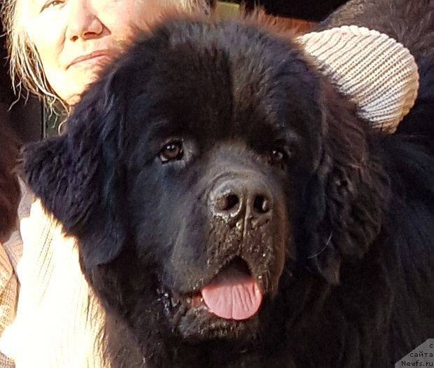 Фото: ньюфаундленд Himalayas ot Karelskikh Medvedey (Гималай от Карельских Медведей)