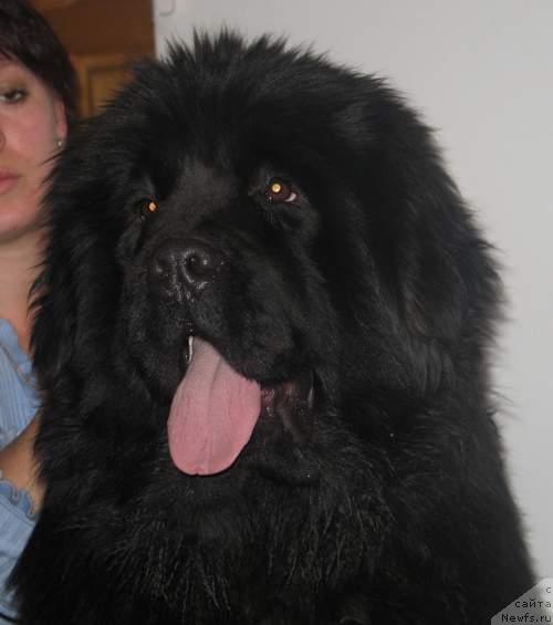 Фото: ньюфаундленд Super Premium Aktiv Drayv Test (Супер Премиум Актив Драйв Тест)