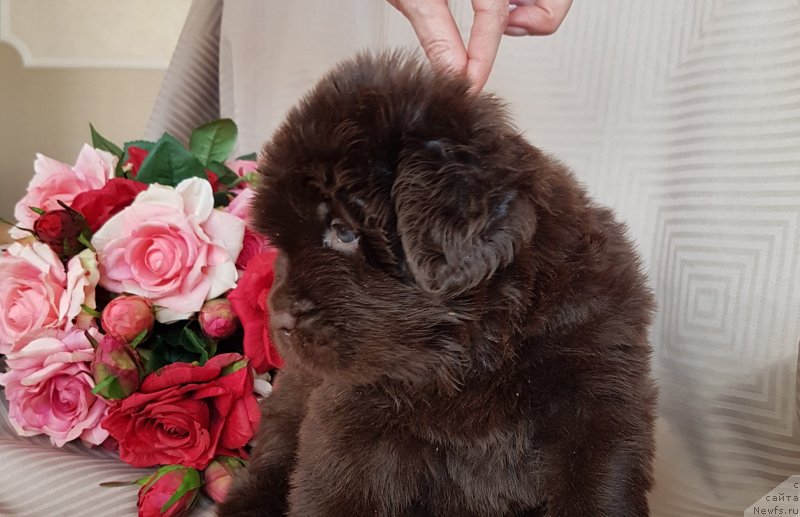 Фото: ньюфаундленд Cherniy Balu Nikanora (Черный Балу Никанора), ньюфаундленд Cherniy Balu Nikanora (Черный Балу Никанора)