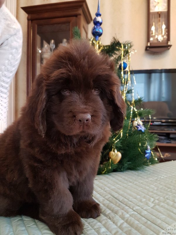 Фото: ньюфаундленд Cherniy Balu Nikanora (Черный Балу Никанора)