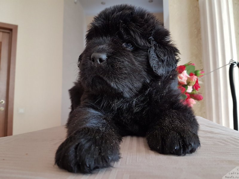 Фото: ньюфаундленд CHernyiy Balu Nikoletta (Черный Балу Николетта)