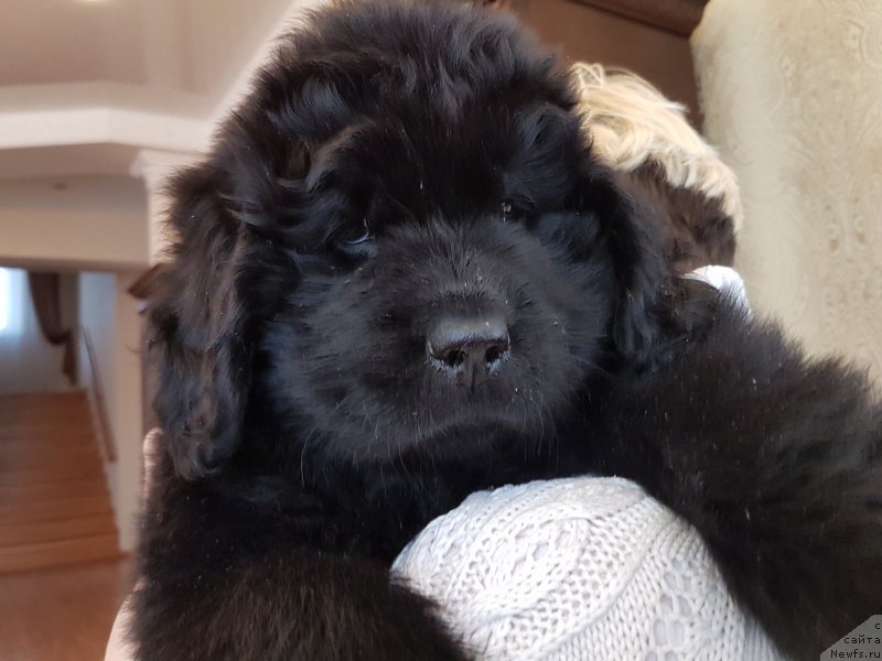 Фото: ньюфаундленд CHernyiy Balu Nikoletta (Черный Балу Николетта)