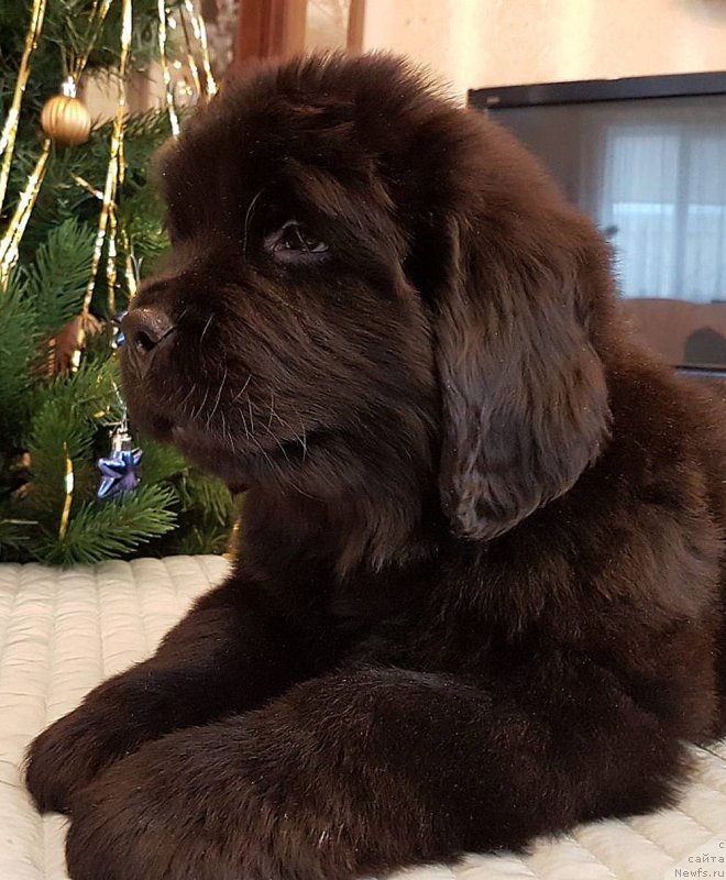 Фото: ньюфаундленд Cherniy Balu Nikifor (Черный Балу Никифор)