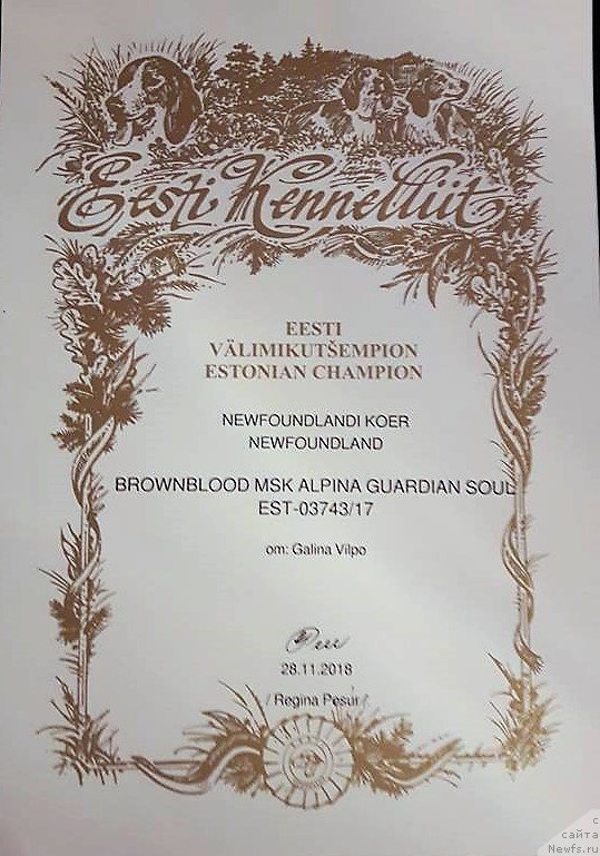 Фото: ньюфаундленд Brownblood MSK Alpina Guardian Soul (Браунблад МСК Альпина Гуардиан Соул)