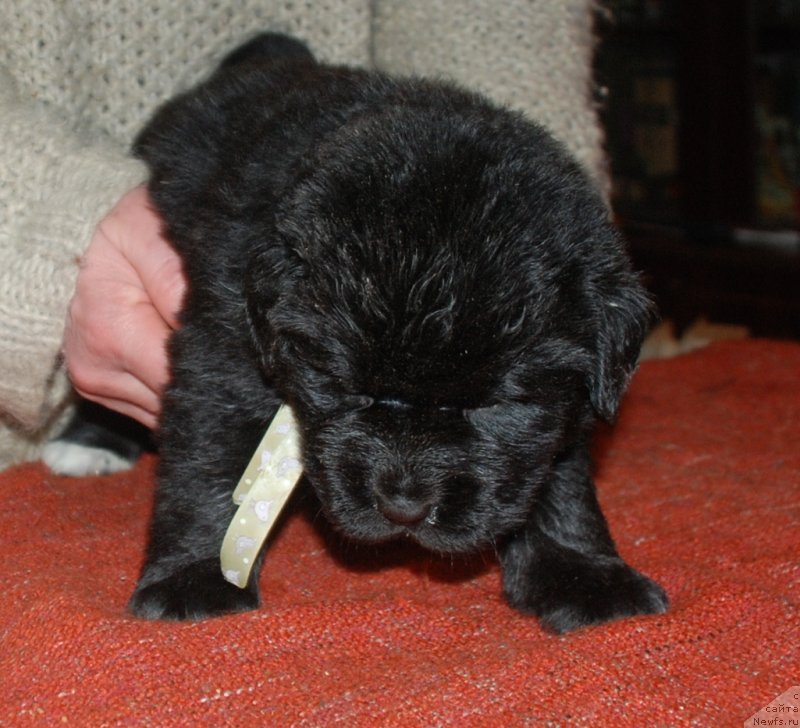 Фото: Щенки от, ньюфаундленд Callistos to Russia With Love, ньюфаундленд Treasure for Belkonder-Club Midnight Bear