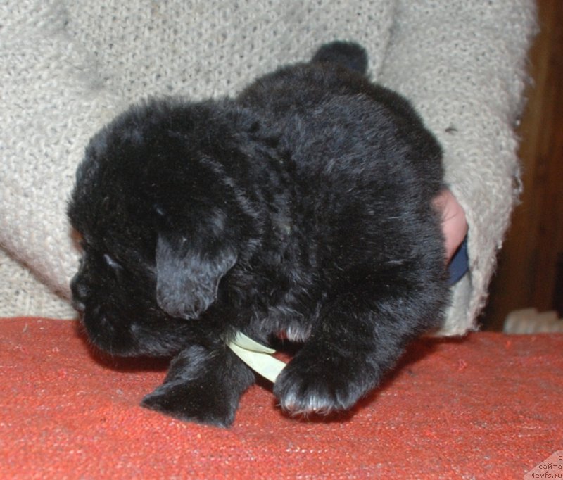 Фотография № 240686