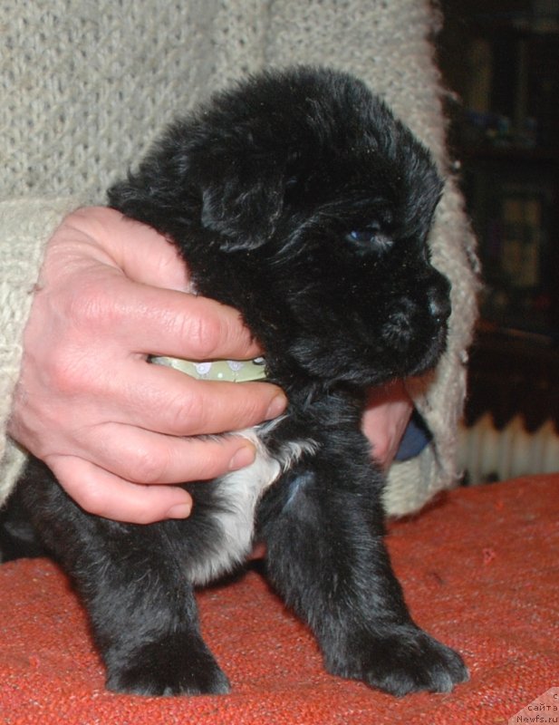 Фотография № 240687