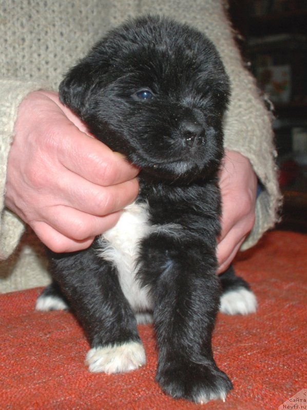 Фотография № 240693